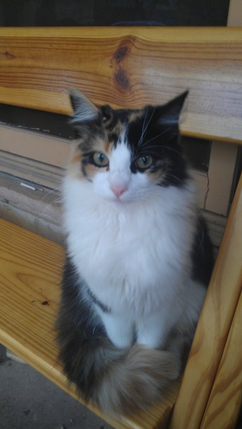 Shaunee, the evil kitten