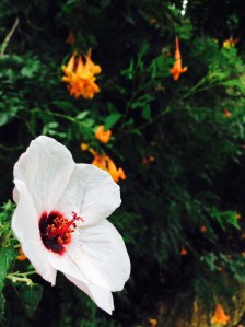 01e029b0e82a2eb0f9cdeb8db315f84773f4e2197a