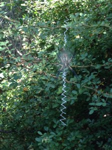 birds...spiders...same diff.