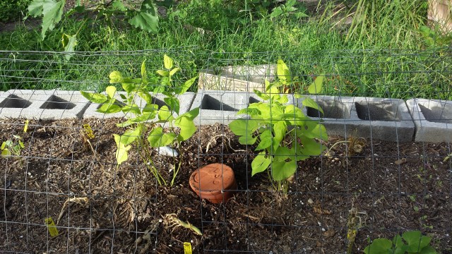 The squash is dead! But those peas look pretty good.