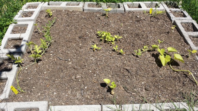 Looking pretty yellow! We'll see if I can bring them back.