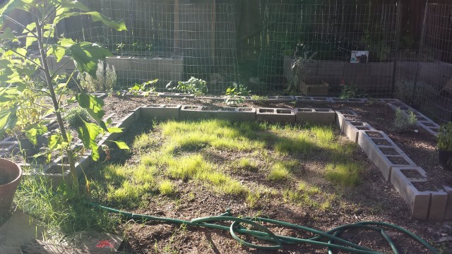 Moon Garden - 6/10/2015