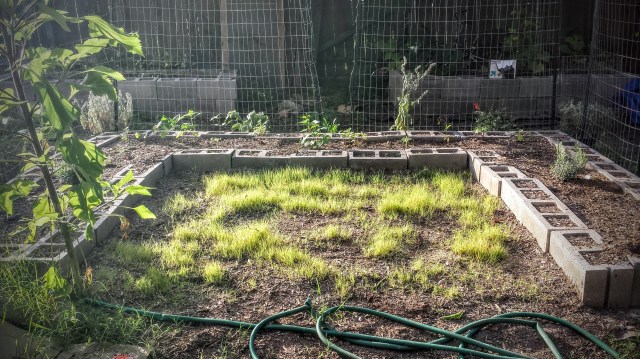 Moon Garden: 6/11/2015