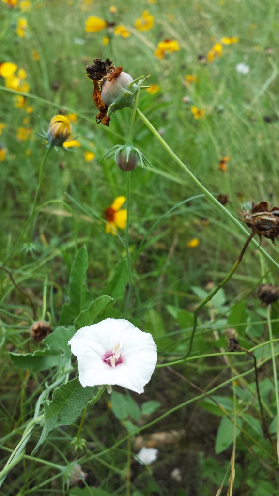 Wildflowers at Walnut Creek Park