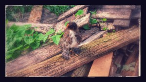 Panther the Partridge Cochin