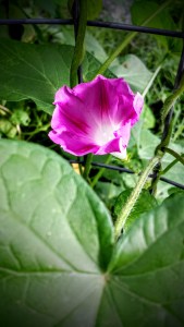 Moonflower? I think? Now that I'm looking at this, it doesn't look like a moonflower...