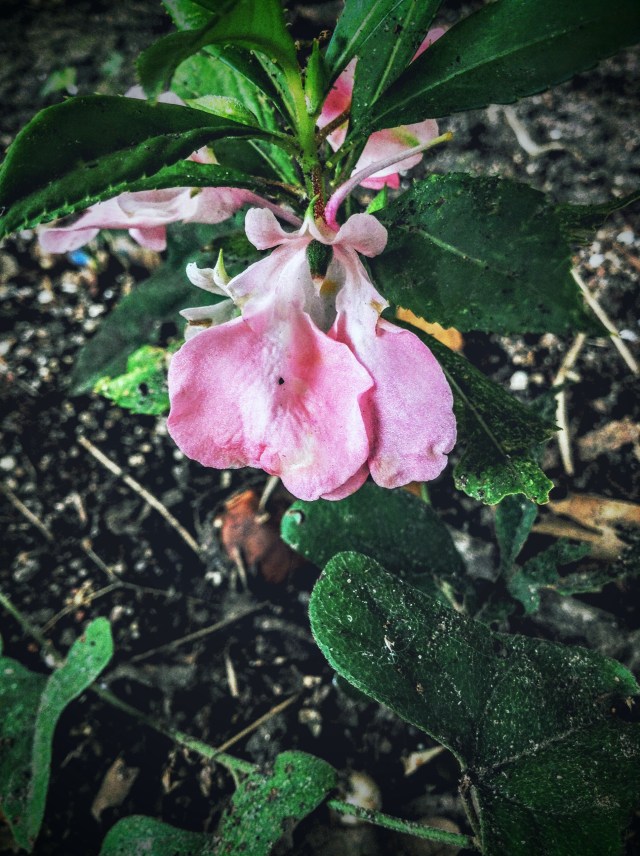 I don't know what this is, but it looks sexy!