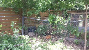 Toilet Garden - 6/27/2015