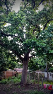 Big Oak - 6/29/2015 (post-trimming