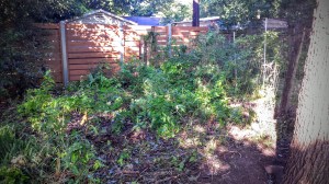 (Future) Chicken Garden - 7/1/2015 8:31 AM