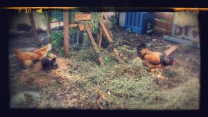 Integration Day - 7/1/2015