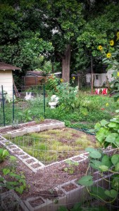 The Big Oak - 7/3/2015 (wide shot post-trimming)
