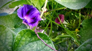 Morning Glories