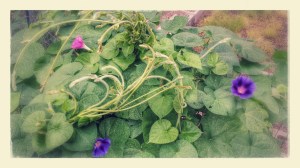 Morning Glories