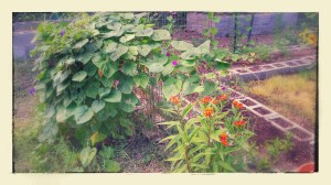 Morning Glory and Milkweed