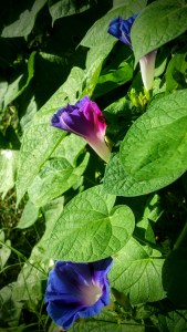 Morning Glories