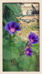 Morning Glories, 7/19/2015