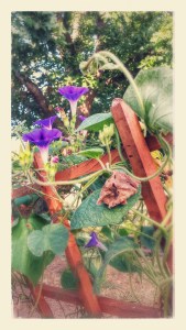 I love those morning glories. hahaha.