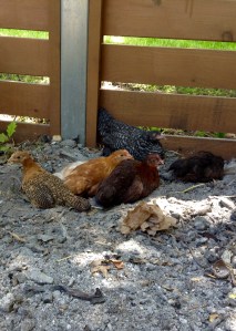Dust Bathing