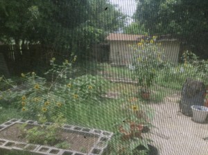 Sunflowers through screen