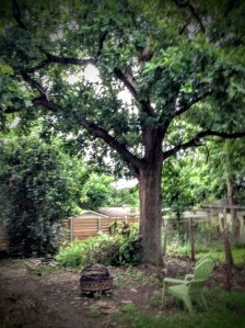 The Big Oak - 6/28/2015 (Pre-trimming)