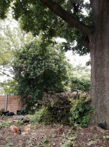 Chicks under big oak and brush pile.