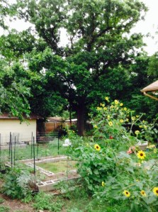 The Big Oak - 6/28/2015 (pre-trimming) wide shot