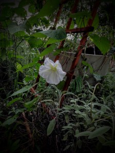 First Moonflower