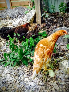 The remaining and the remains.