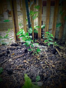 Almond Verbena Over Lion's Grave