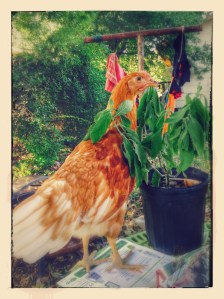 Chef Vordivask with the Mexican Honeysuckle