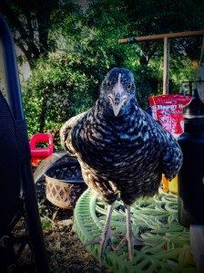 Skunk the Chicken looking like a badass.