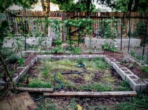 Moon Garden - 7/27/2015