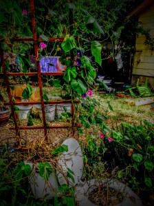 Morning Glories and Laundry Line