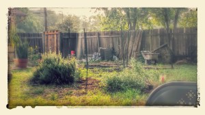 Future Toilet Garden overlooking Future Moon Garden - 7/30/2014
