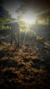 Lulu and the Bottle Border