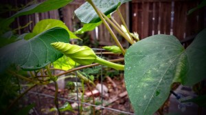 Moon Flower Bud