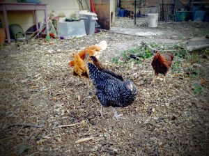 The girls: Chef Vordivask, Panther, Hawk, Skunk, and Bear.