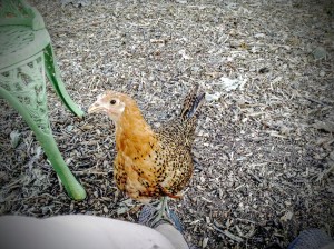 Hawk the Chicken, aka: Mealworm Junkie.