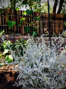 Artemesia and Hot Lips Salvia