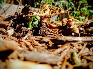 The Earth Give Birth