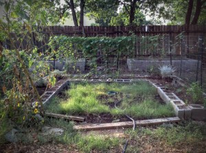 Moon Garden: 8/14/2015