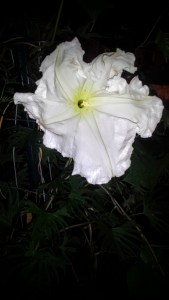 Moonflower