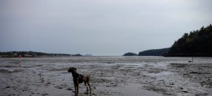 Lulu on the flats at Sagadahoc Bay Campground