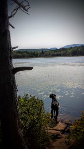Lulu @ Acadia National Park