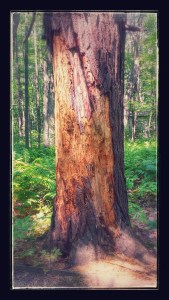 Rachel Carson National Wildlife Refuge