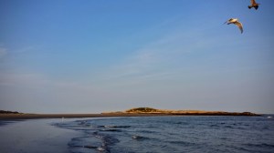 Gulls at Popham Beach State Park, Phippsberg, ME