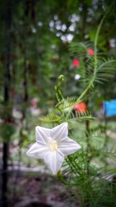 Cypress Vine