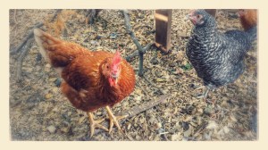 Chef Vordivask, Skunk the Chicken, and Hawk the Chicken