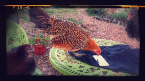 Hawk the Chicken upgrades to iOS 9